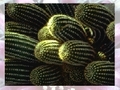 Cactus yo jwe sou entènèt